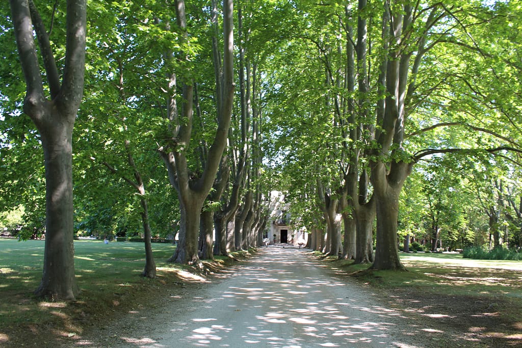 Large trees line the driveway towards a grand French château in Saint Rémy, France (Provence)