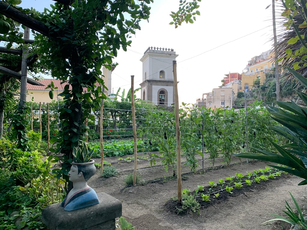 Vineyards in the gardens of Palazzo Murat in the center of Positano.